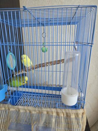 Продам попугаев