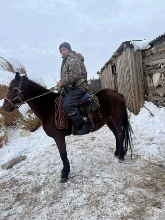 Продам кабылку малочый порода находится поселок казакстанец от города 18 к