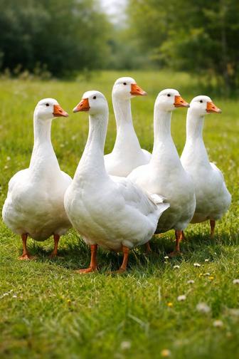 Продам гусей