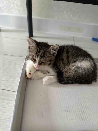 Котенок мальчик в добрые руки