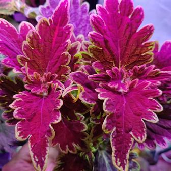 Колеус вегетативный ипомея батат