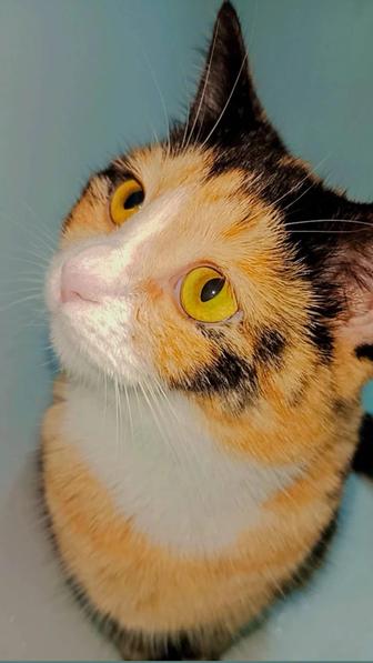 Хэппи ждет семью