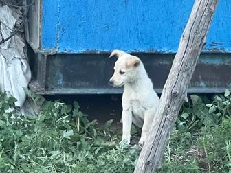 Отдам заботливому человеку собаку-щенка