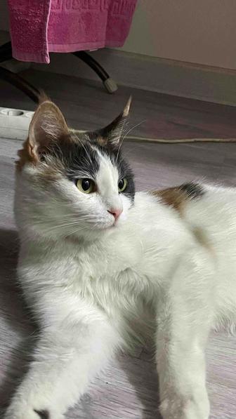 Уход и проживание для кошек