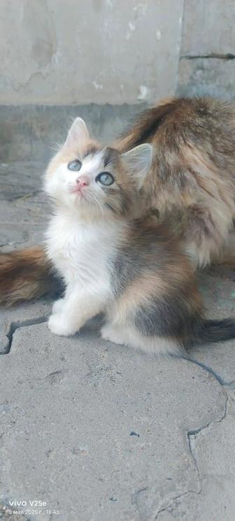 Отдам котят в добрые руки