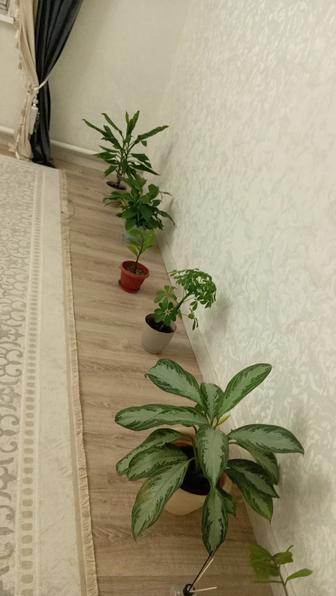 Домашние цветы