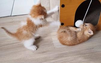 Котята