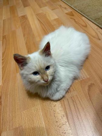 Котенок ищет хозяев