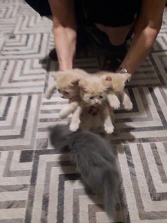 Отдам милых котят в хорошие руки!