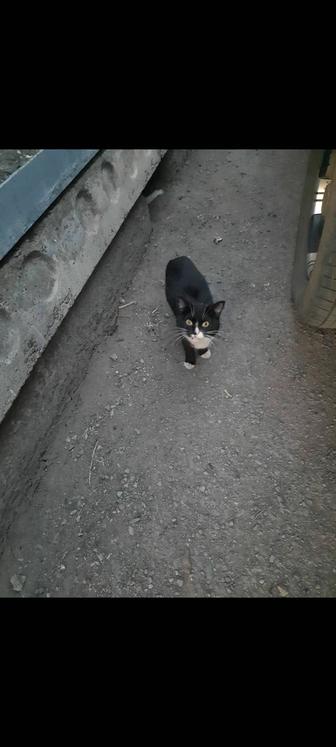 Дом котику