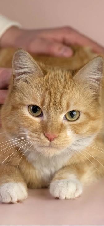 Кошечка Броша в добрые руки