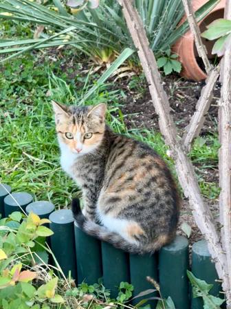 Котенок, девочка в добрые руки !