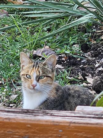 Котенок, девочка ищет любящую семью !