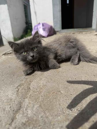 Отдам котят в хорошие руки