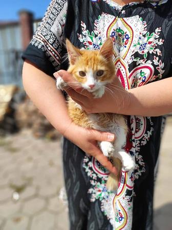 Отдам котенка