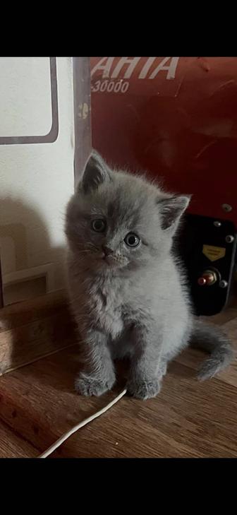 Продаю котят
