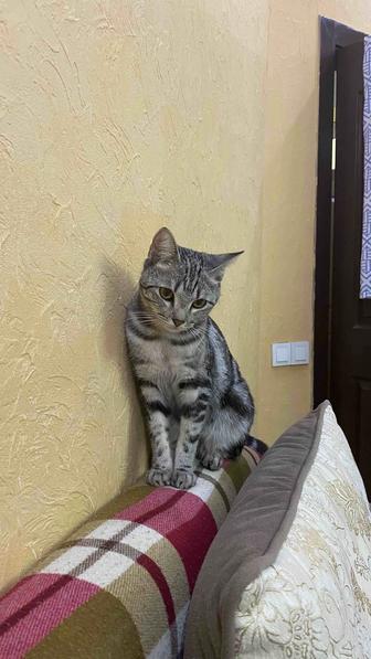 Кошка
