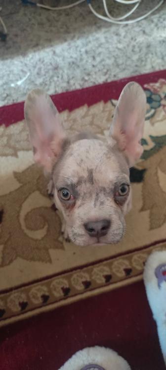 Щенок французский бульдог.