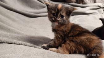 Бронь котята Мейн-куны