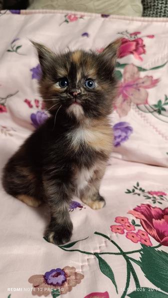 Продажа .котята Мейн-куны