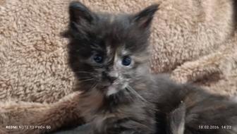 Продажа .котята Мейн-куны