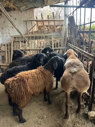 Кой, кошкар сатылады