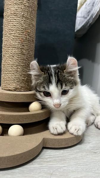 отдаю котенка