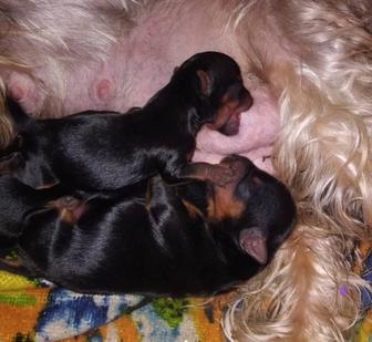 Малыши йоркширского терьера Чистокровные,,Бронь,,