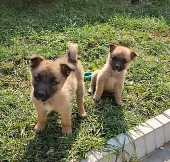 Отдам щенков звоночков в добрые руки!