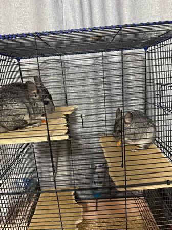 Продам шиншилл