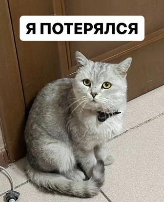 Потерялся британский кот