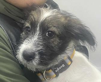 Отдам Щенка, город Каскелен