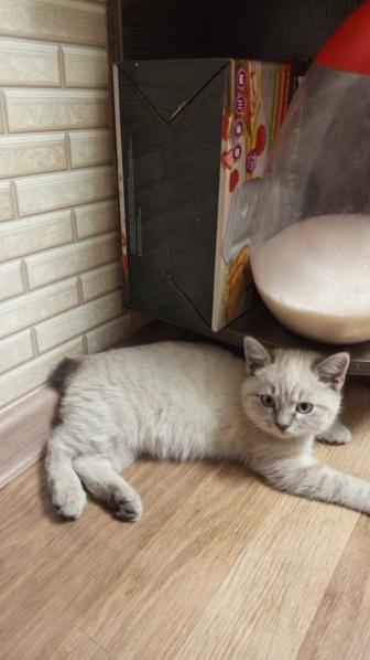 Отдам котенка девочка