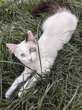 Котята даром