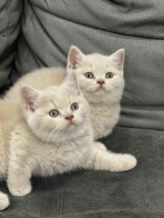Продажа британских котят