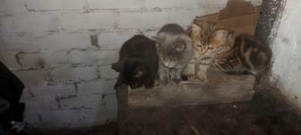 Отдадим Котят