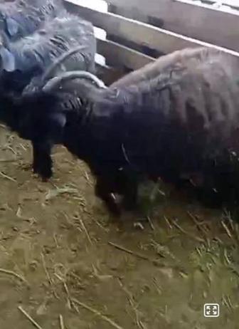 Продам козу