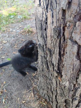 Ищем добрые руки для котенка