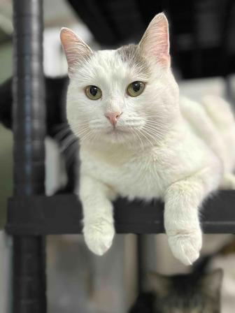 Кот ищет дом