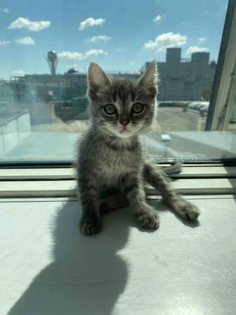 Отдадим котенка в добрые руки