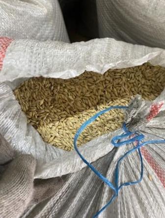 Продам ячмень