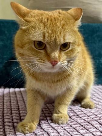 Солнечный котик Рыжик