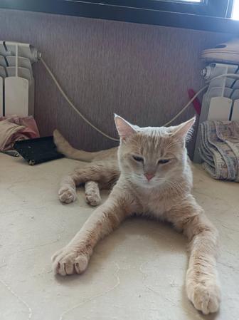 Кошки