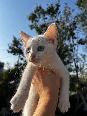 котенок с доставкой
