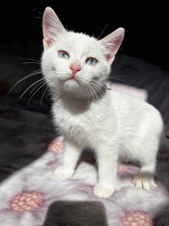 котенок с доставкой