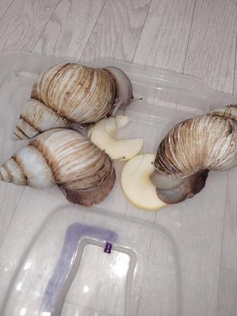 Улитки ахатины