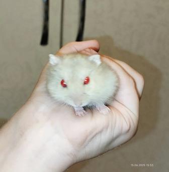 Хомяки джунгарские малыши