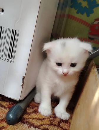 Продам котят шотландцы вислоухие