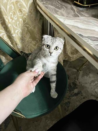 Кошка