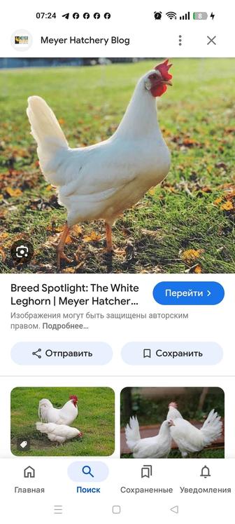 Продаем клушек
